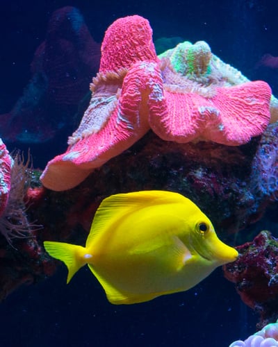 Aquarium Water Testing and Why it Matters Blog