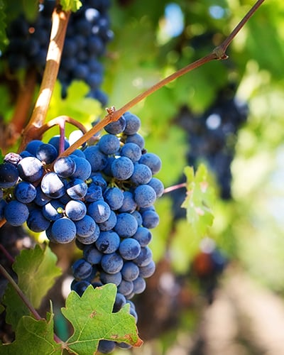 grapes-vineyard