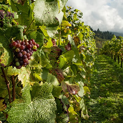 grapes-vinyard-field